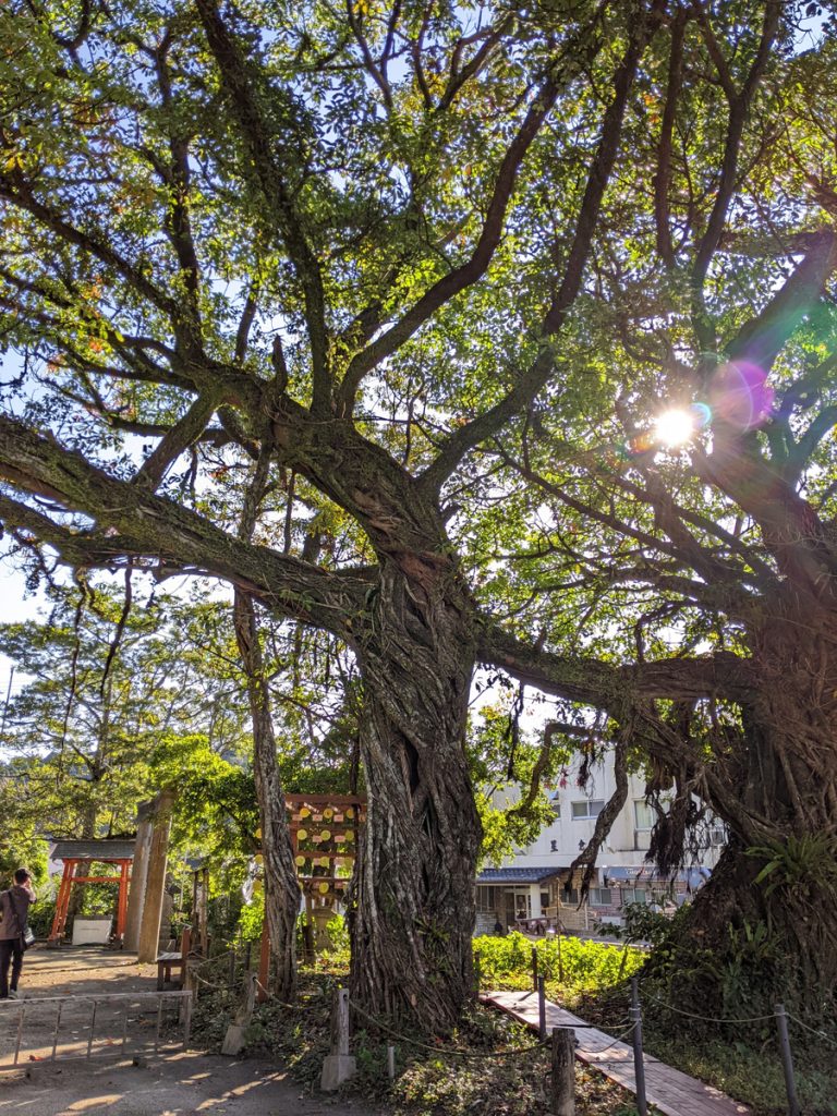野島神社の大木