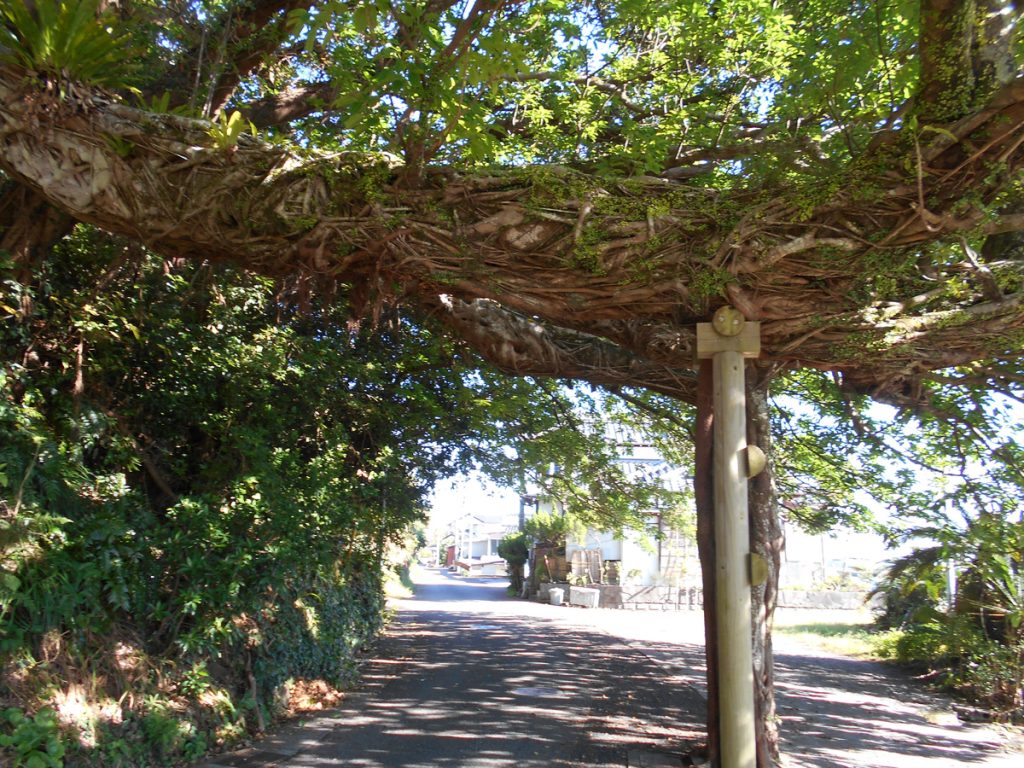 野島神社の大木