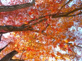 紅葉するもみじの葉。宮崎県立西都原考古博物館