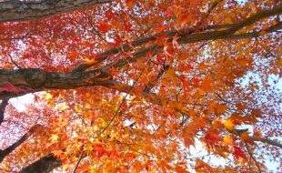 紅葉するもみじの葉。宮崎県立西都原考古博物館