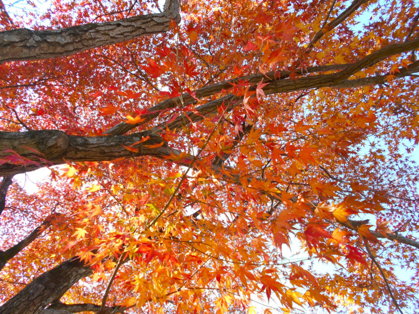 紅葉するもみじの葉。宮崎県立西都原考古博物館