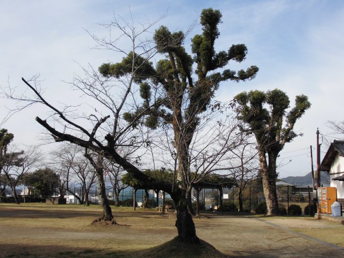 城山公園（宮崎県延岡市）の木