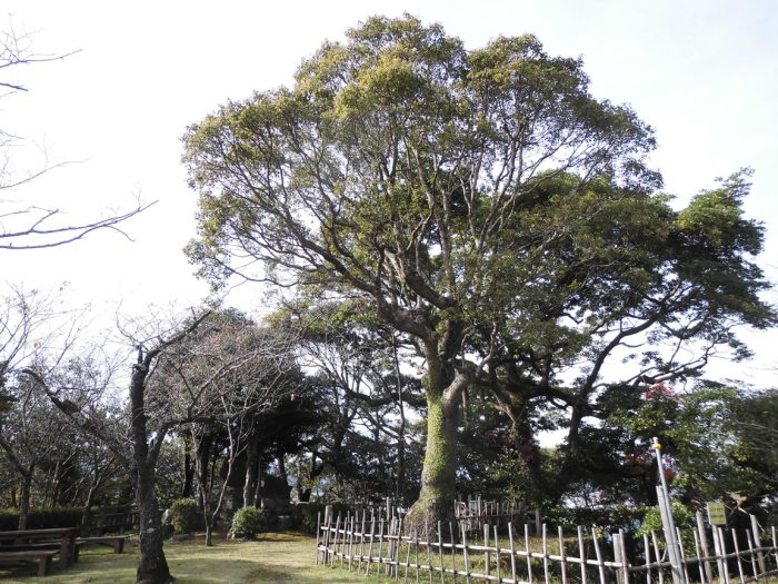 城山公園（宮崎県延岡市）の木